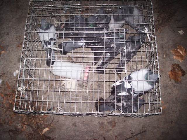 Pigeons on a trap